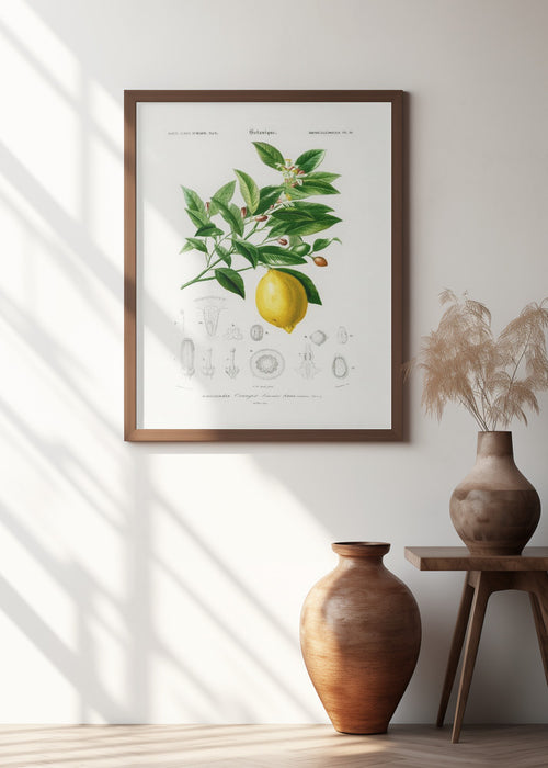 Lemon (citrus Limonium) Framed Art Wall Decor