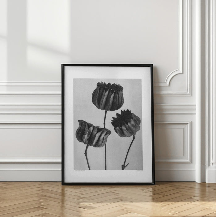 Abutilon (Lime Mallow Framed Art Modern Wall Decor