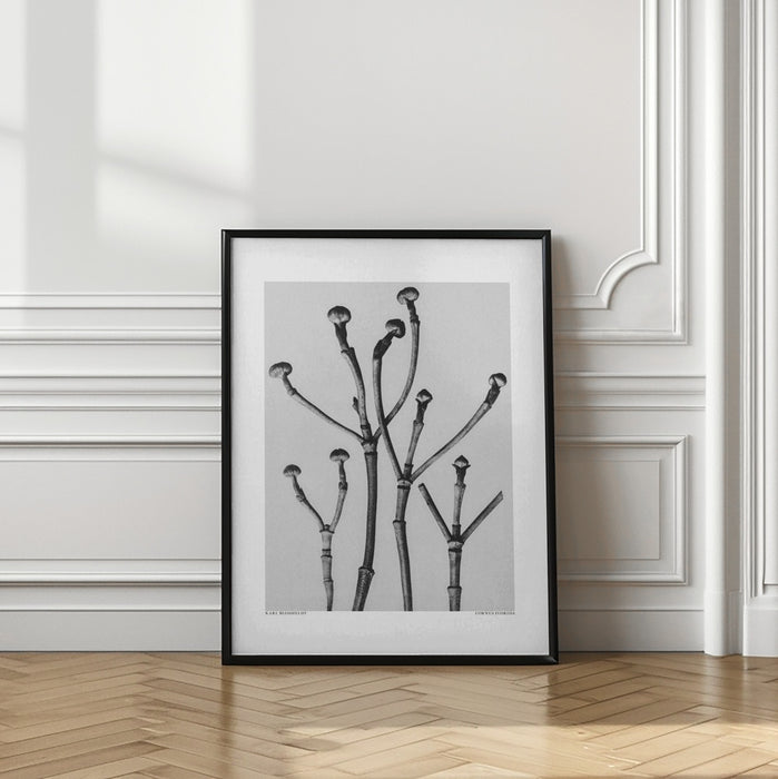 Cornus Florida Framed Art Modern Wall Decor