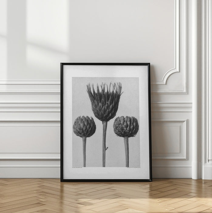 Serratula Nudicaulis Framed Art Modern Wall Decor