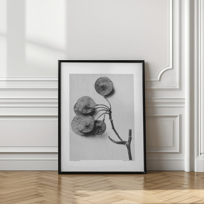 Ptelea Trifoliata Framed Art Modern Wall Decor