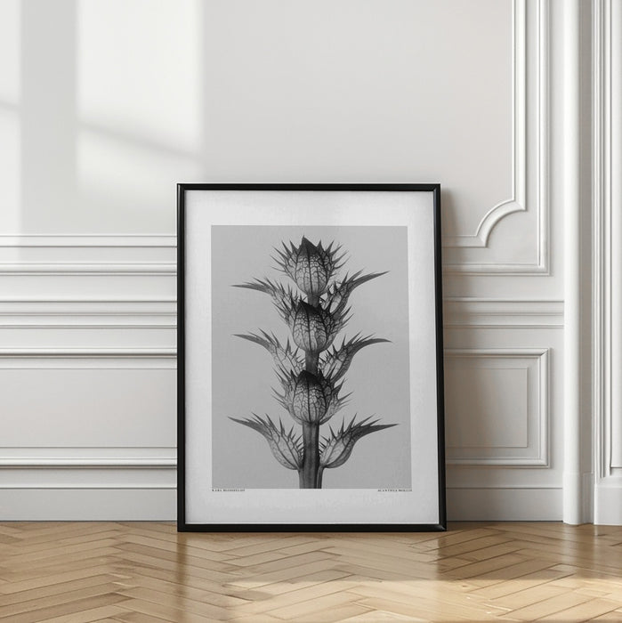 Acanthus mollis Framed Art Modern Wall Decor