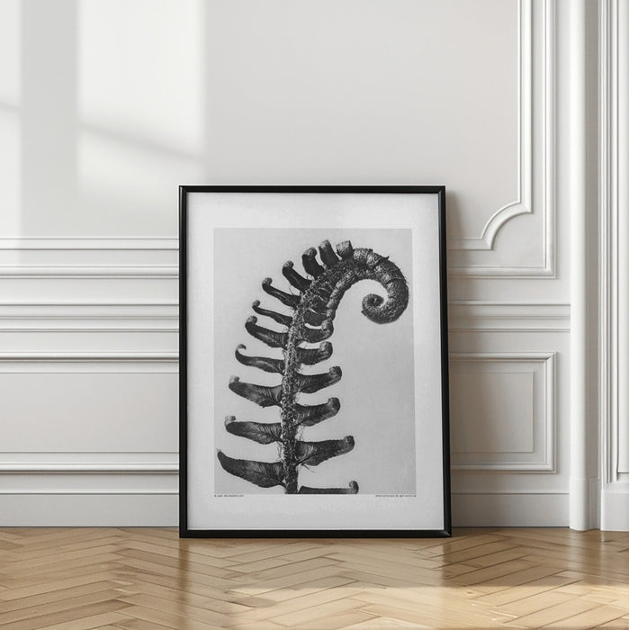 Polystichum Munitum Framed Art Modern Wall Decor