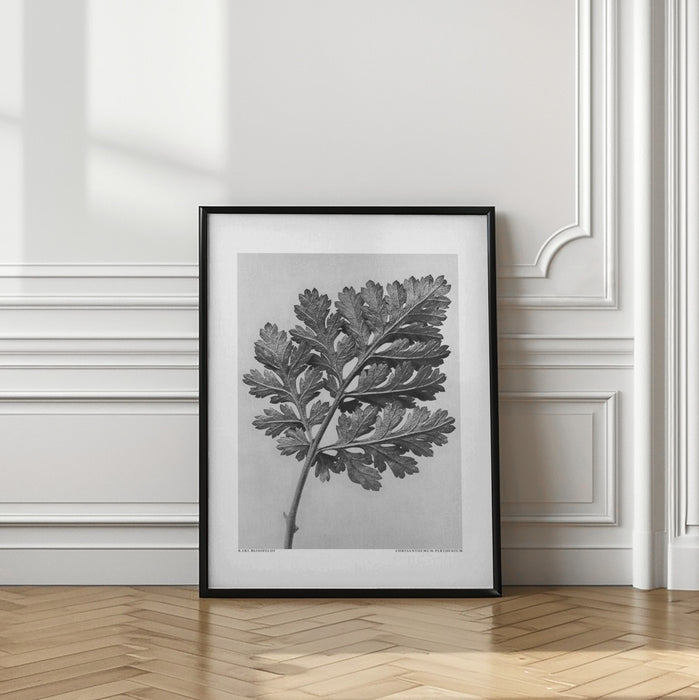 Chrysanthemum parthenium Framed Art Modern Wall Decor