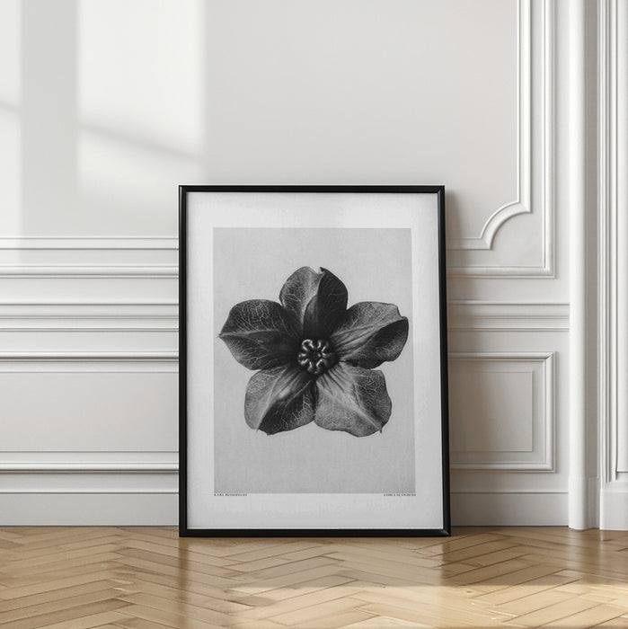 Cobaea Scandens Framed Art Modern Wall Decor