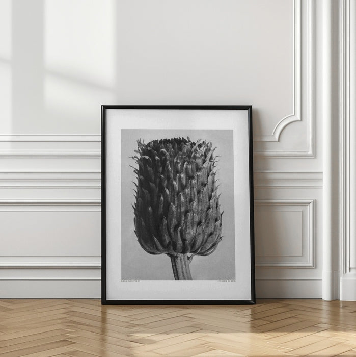 Cirsium Canum (Thistle) Framed Art Modern Wall Decor