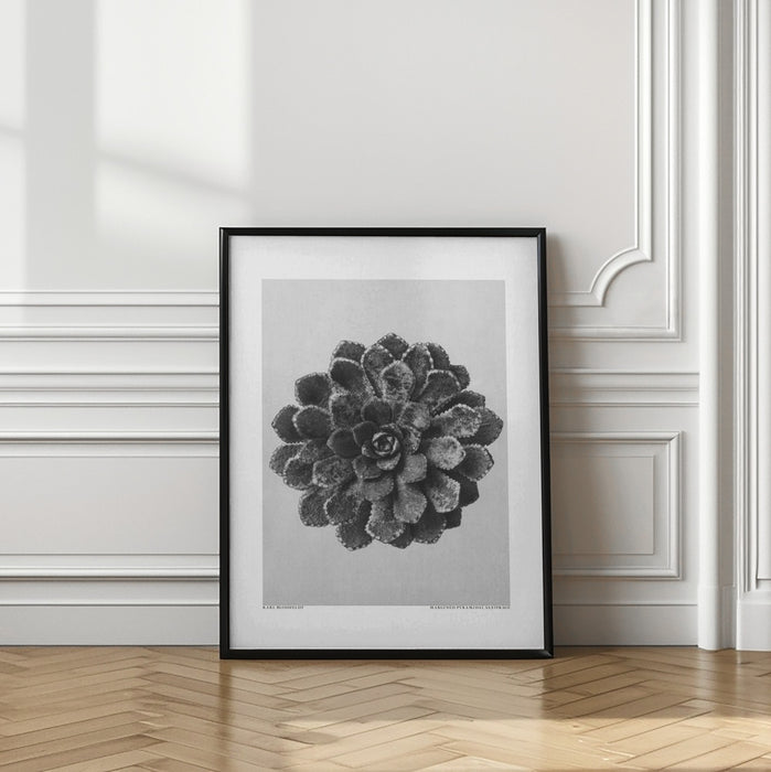 Margined Pyramidal Saxifrage Framed Art Modern Wall Decor