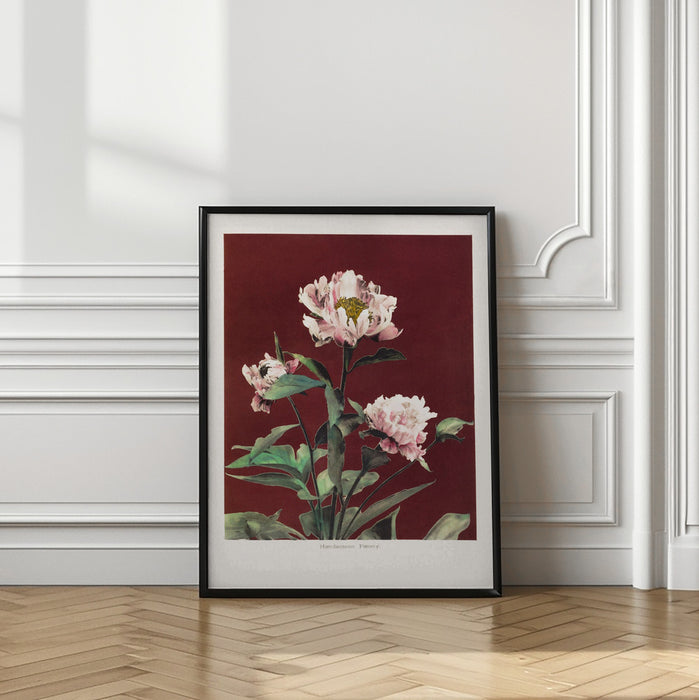 Hærdaceous Peony no2 Framed Art Modern Wall Decor