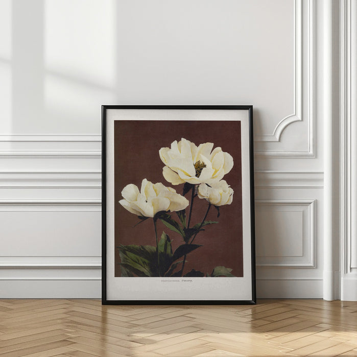 Hærdaceous Peony Framed Art Modern Wall Decor