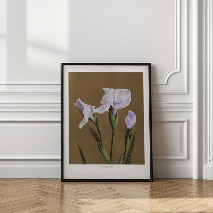 Iris Kæmpferi no2 Framed Art Modern Wall Decor