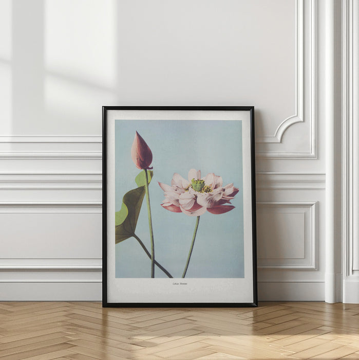 Lotus Flowers Framed Art Modern Wall Decor