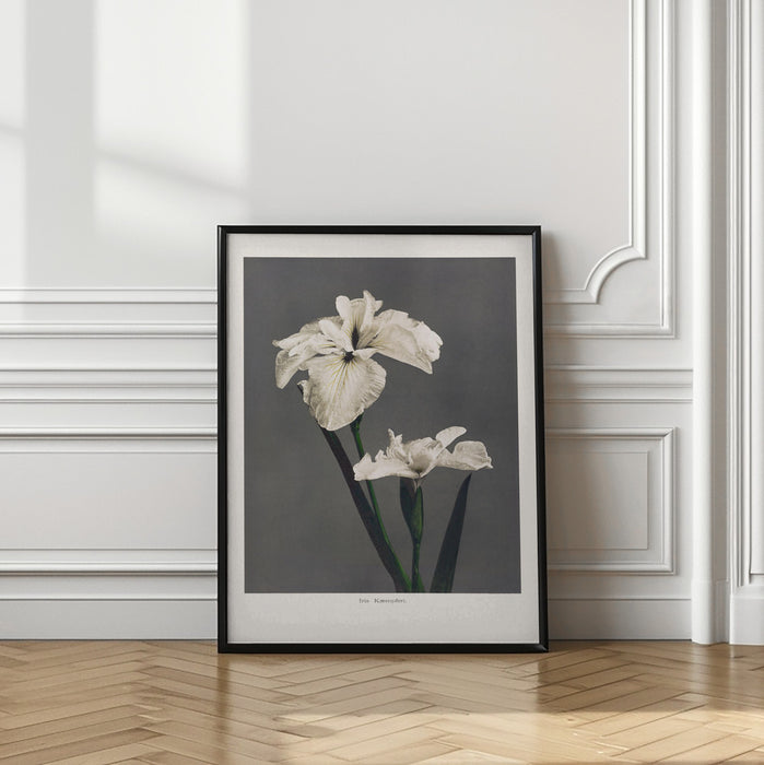 Iris Kæmpferi Framed Art Modern Wall Decor