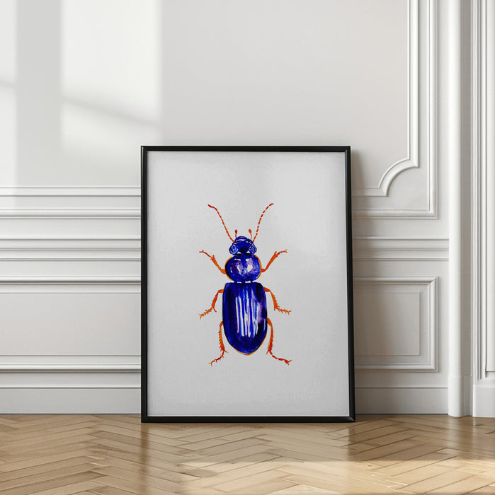 Ophonus minimus Framed Art Wall Decor