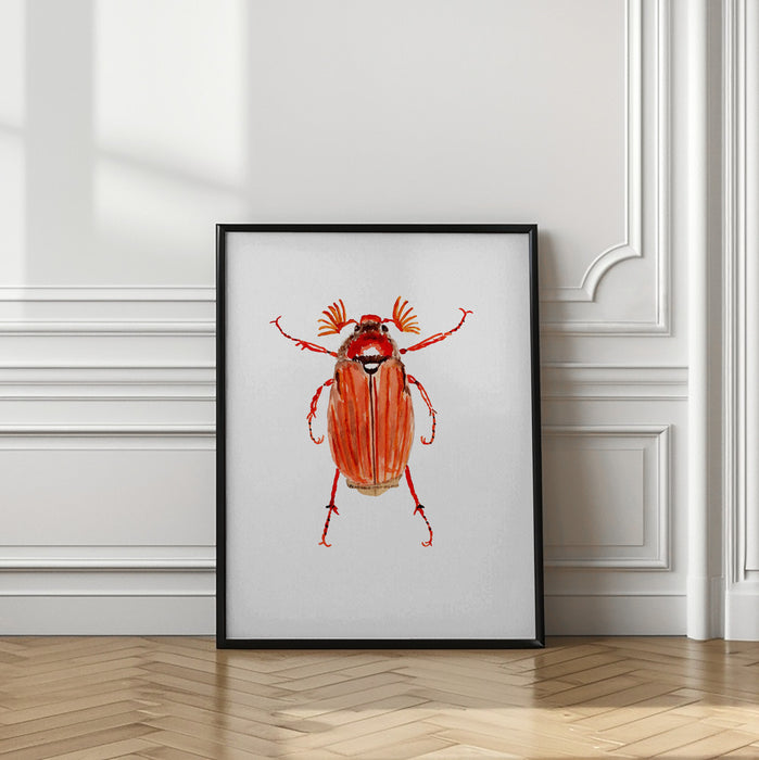 Forest cockchafer or Melolontha hippocastani Framed Art Wall Decor