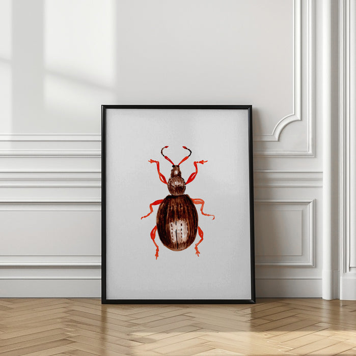 Strawberry root weevil  or Otiorhynchus ovatus Framed Art Wall Decor