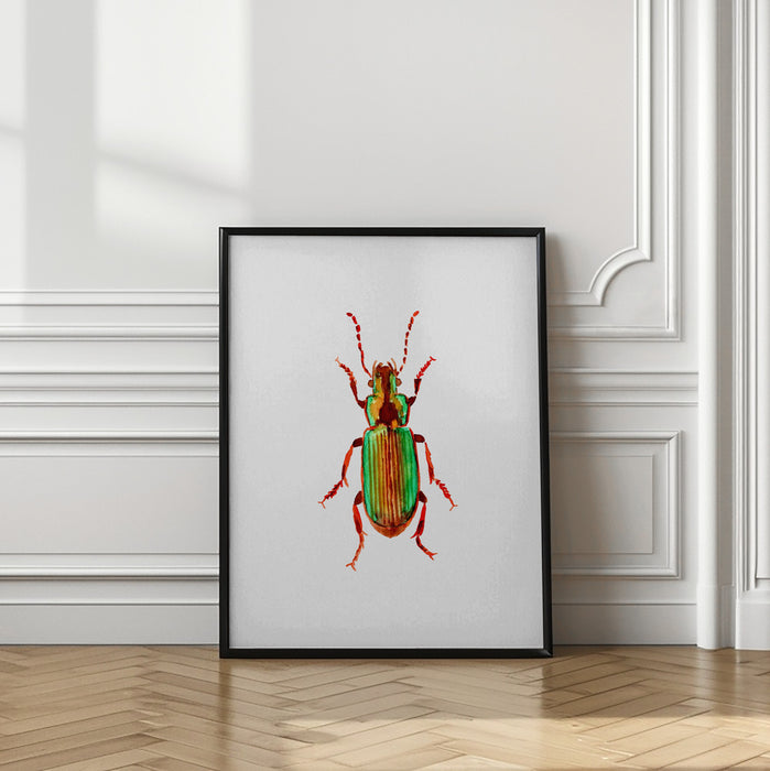 Carabidae ground beetle or Harpalus distinguendus Framed Art Wall Decor