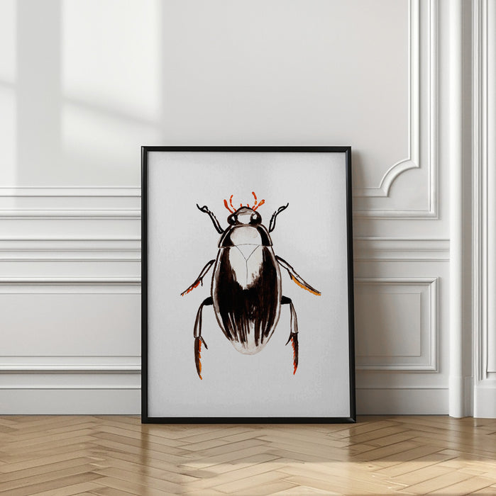 Water scavenger beetle or Hydrophilus aterrimus Framed Art Wall Decor