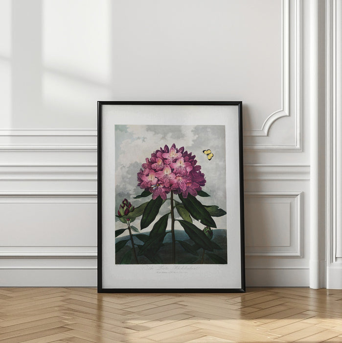 The Pontic Rhododendron from The Temple of Flora (1807) Framed Art Modern Wall Decor