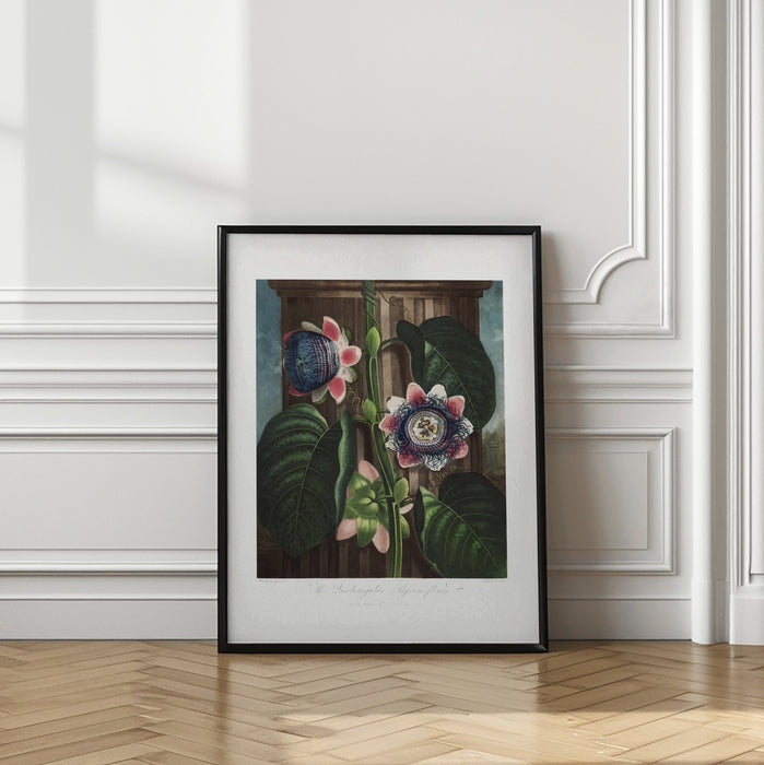 The Quadrangular Passion Flower from The Temple of Flora (1807) Framed Art Wall Decor