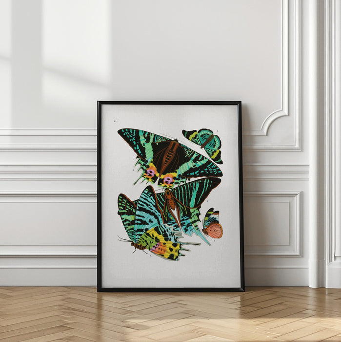 Butterflies 3 Framed Art Wall Decor