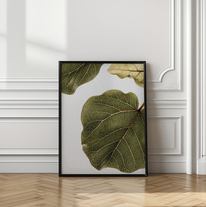 Abutifolia No2 Framed Art Wall Decor