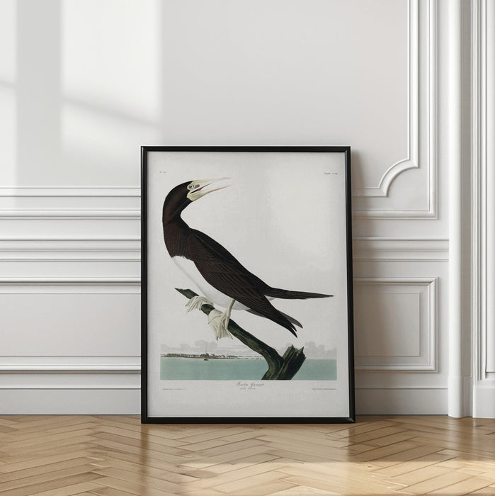 Booby Gannet From Birds of America Framed Art Wall Decor