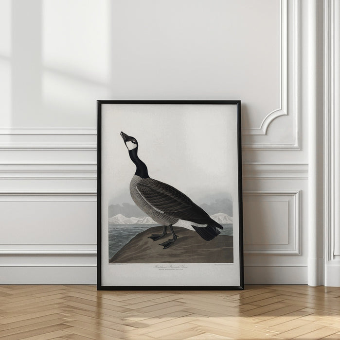 Hutchins's Barnacle Goose From Birds of America (1827) Framed Art Wall Decor