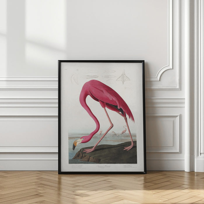 Pink Flamingo From Birds of America (1827) Framed Art Wall Decor