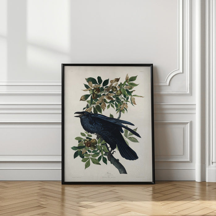 Raven From Birds of America (1827) Framed Art Wall Decor