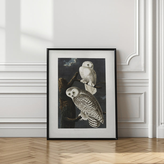 Snowy Owl From Birds of America (1827) Framed Art Wall Decor