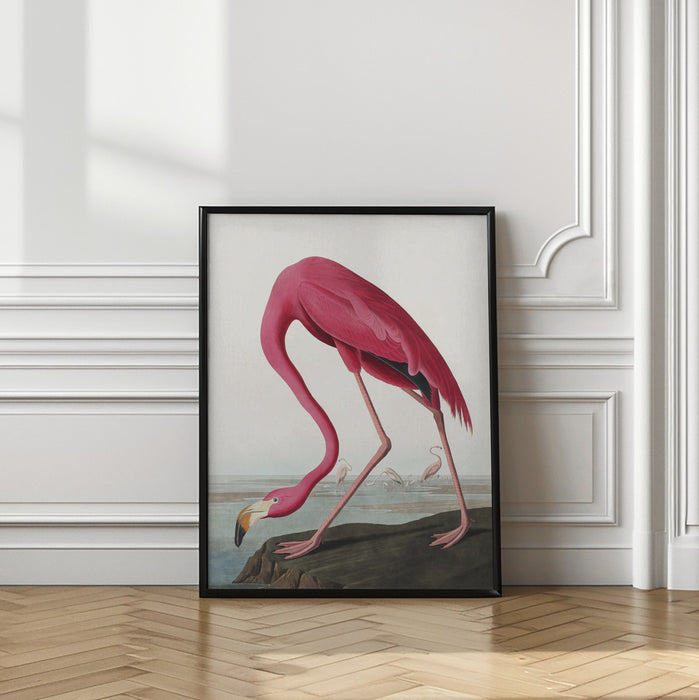 Pink Flamingo Ii From Birds of America (1827) Framed Art Modern Wall Decor