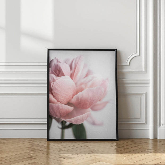 Peony 3 Framed Art Modern Wall Decor