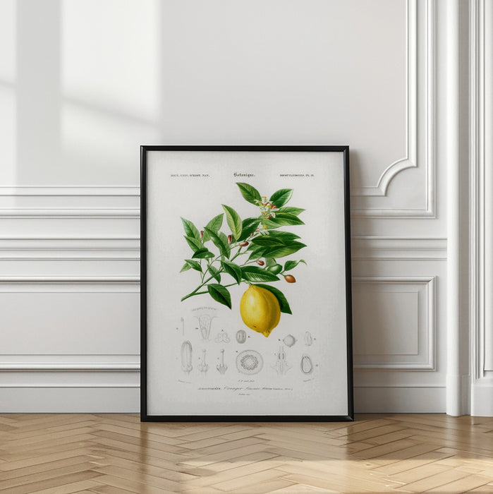 Lemon (citrus Limonium) Framed Art Wall Decor