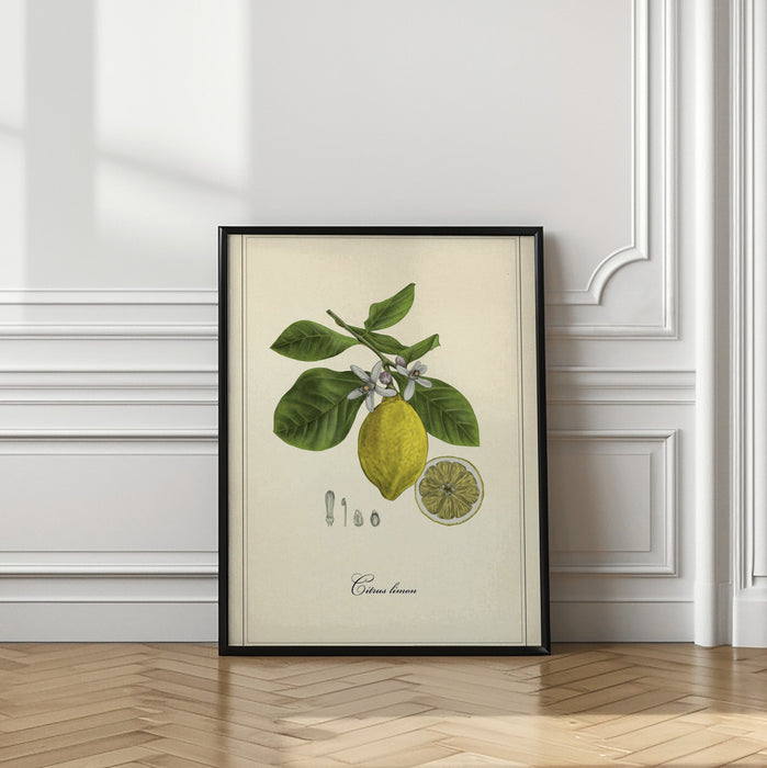 Lemon Framed Art Modern Wall Decor