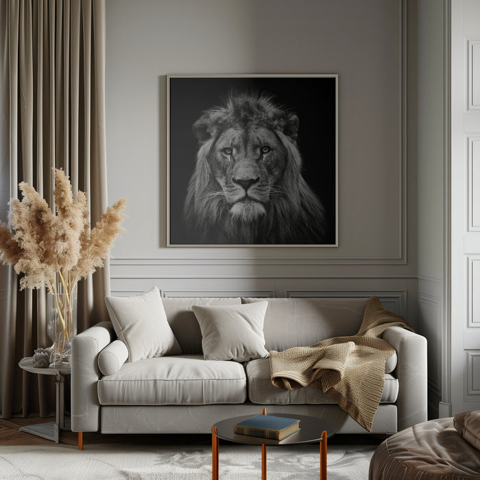 Young Male Lion Square Canvas Art Print