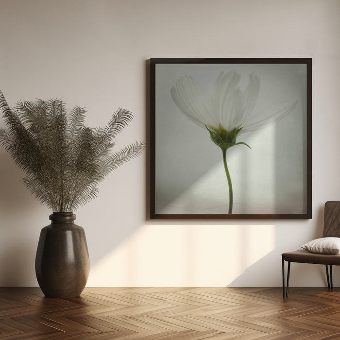 White cosmos Square Canvas Art Print