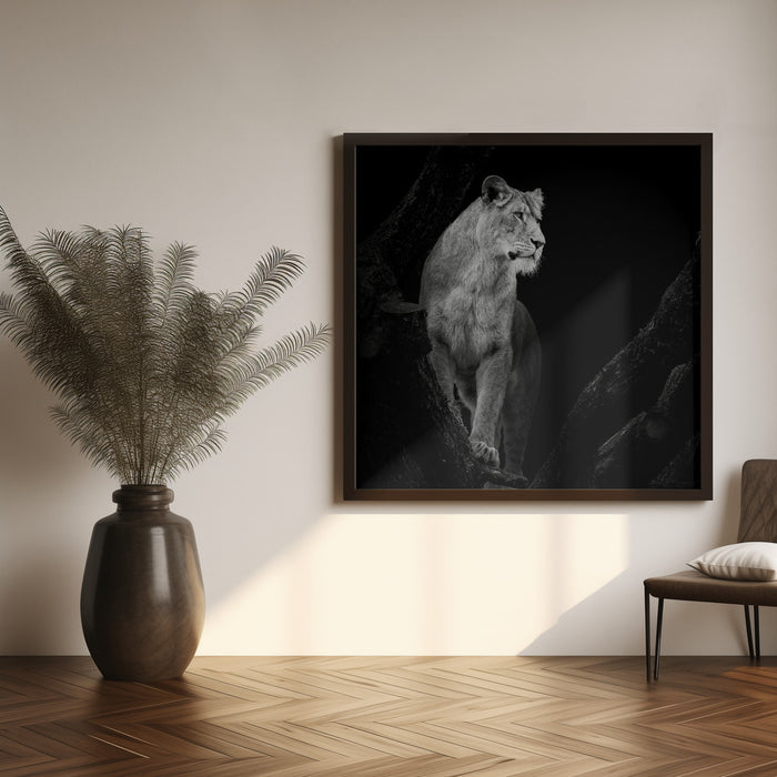 Lioness Square Canvas Art Print