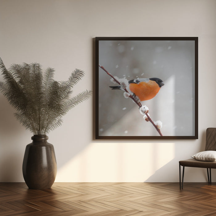 Bullfinch in a snowstorm. Square Canvas Art Print