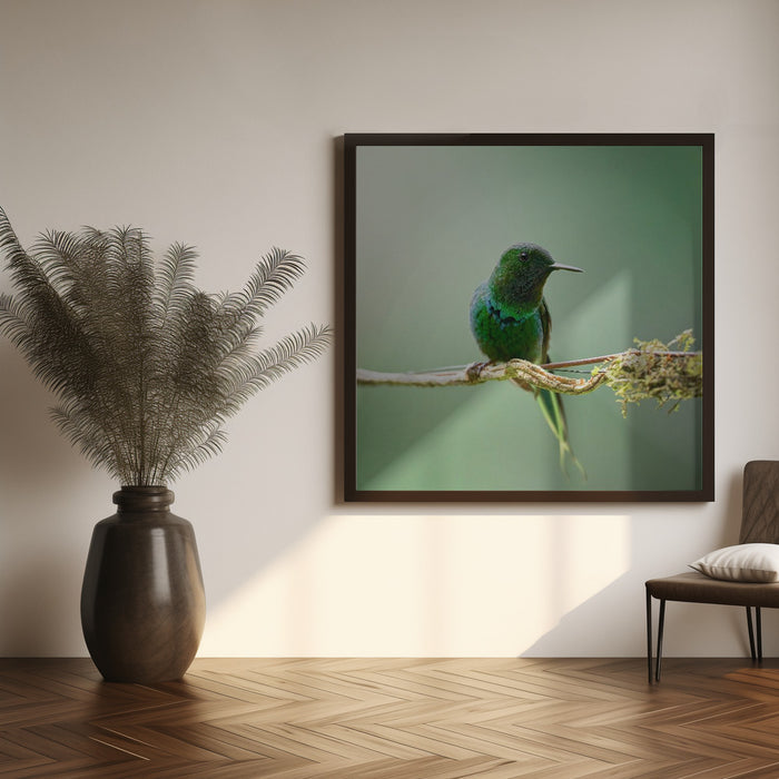 Discosura conversii Square Canvas Art Print