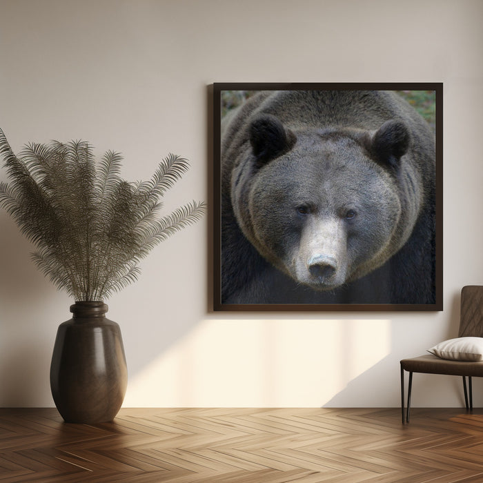 The Bear's look Square Canvas Art Print