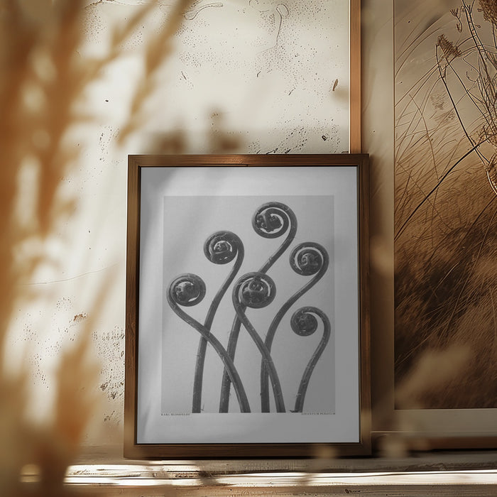 Adiantum pedatum Framed Art Modern Wall Decor