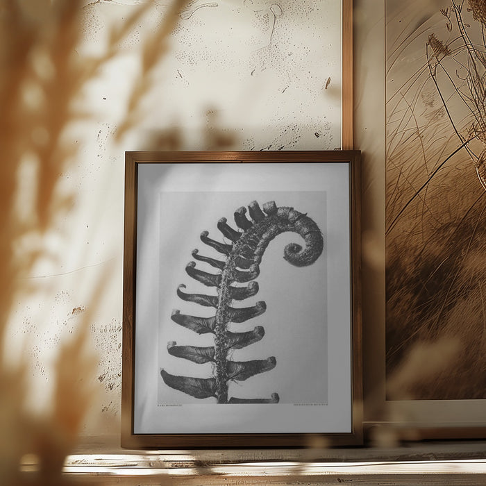 Polystichum Munitum Framed Art Modern Wall Decor