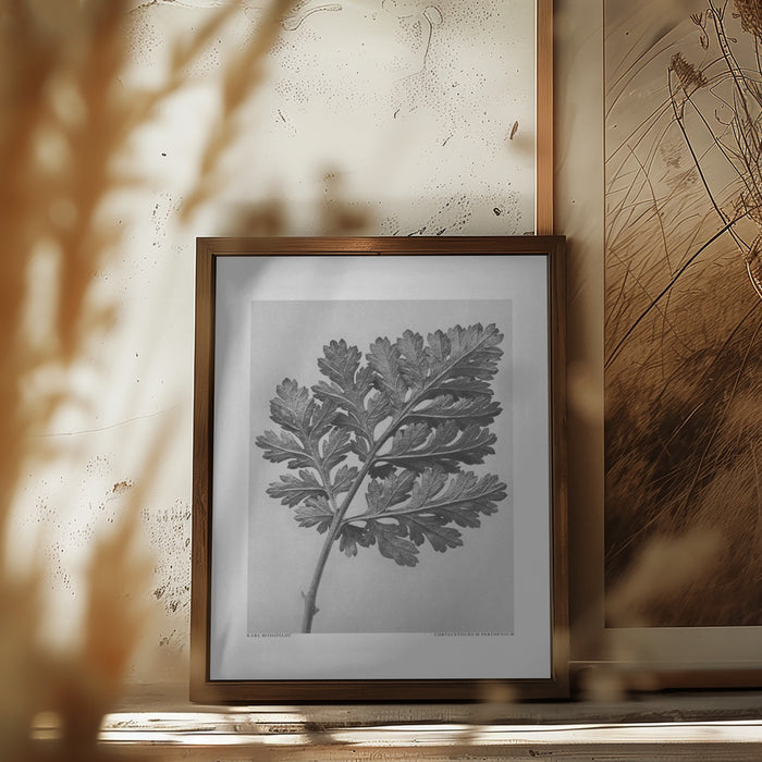 Chrysanthemum parthenium Framed Art Modern Wall Decor