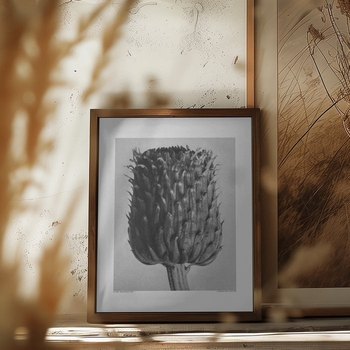 Cirsium Canum (Thistle) Framed Art Modern Wall Decor