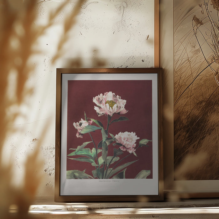 Hærdaceous Peony no2 Framed Art Modern Wall Decor