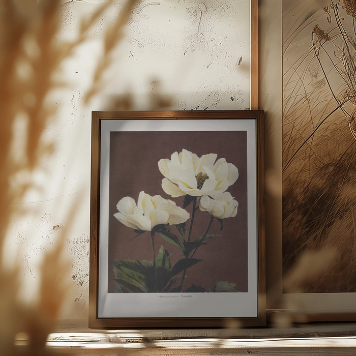 Hærdaceous Peony Framed Art Modern Wall Decor