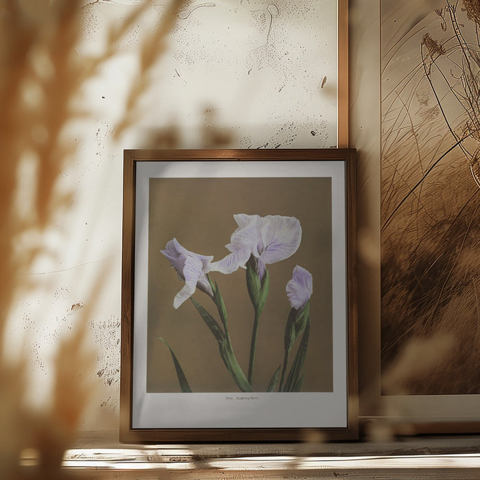 Iris Kæmpferi no2 Framed Art Modern Wall Decor