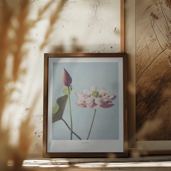 Lotus Flowers Framed Art Modern Wall Decor