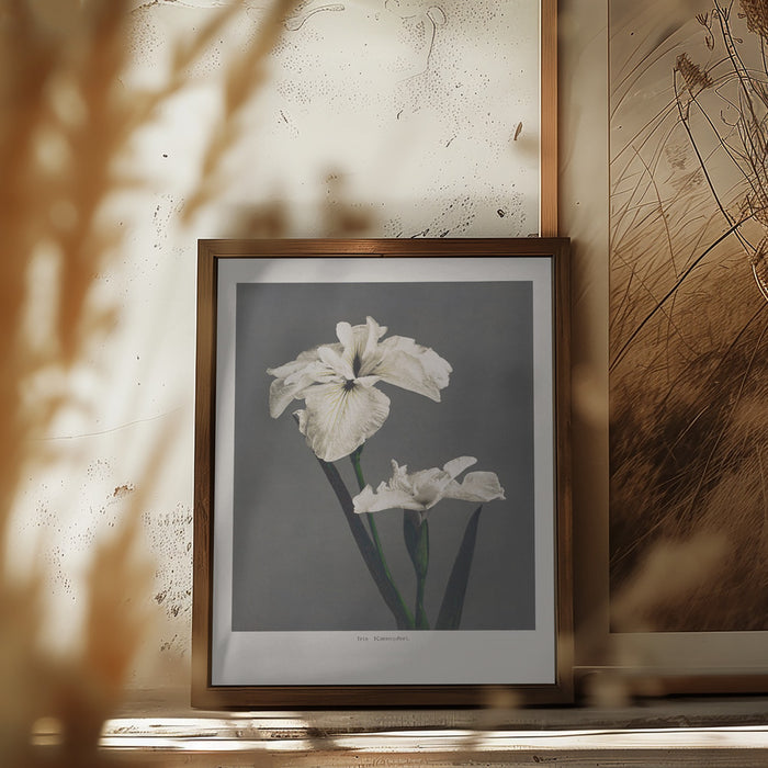 Iris Kæmpferi Framed Art Modern Wall Decor