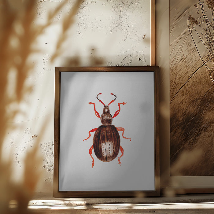 Strawberry root weevil  or Otiorhynchus ovatus Framed Art Wall Decor